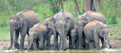 Elephants in Tamil Nadu