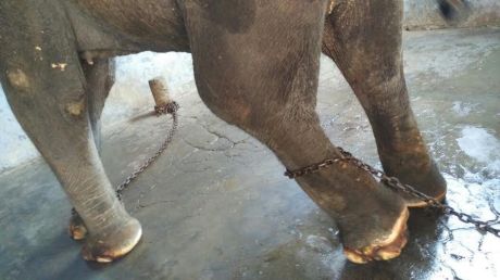 Privately-owned elephant Lakshmi of Palani (Pazhani) Lakshmi of Pazhani