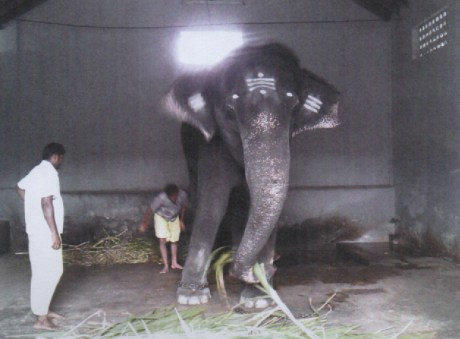 Elephant Kalyani of Patteeswaram Durga Temple Elephant Kalyani at Patteeswaram