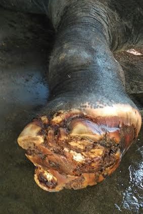Privately-owned Elephant Lakshmi at Palani (Pazhani) Privately-owned Elephant Lakshmi at Palani (Pazhani)