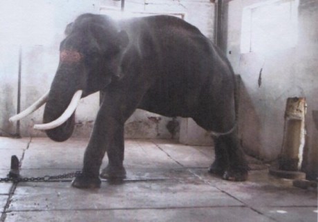 Elephant Mariappan of Samayapuram Mariamman Temple Elephant Mariappan of Samayapuram