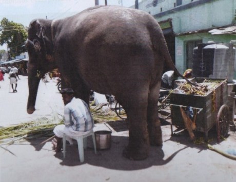 Privately-owned elephant at Samayapuram : The owner sits in the shade of the beast while she stands for 8 hours begging. Privately-owned Elephant at Samayapuram