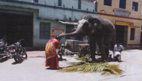 Privately-owned elephant at Samayapuram used for begging by its owner Privately-owned Elephant at Samayapuram