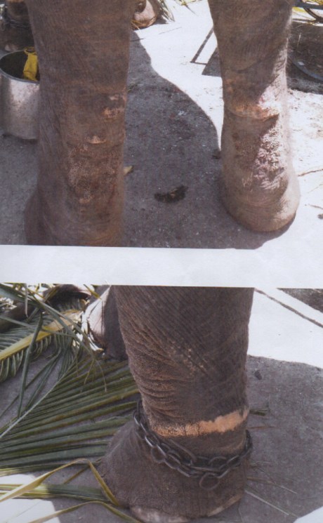 Privately-owned elephant at Samayapuram with legs damaged from chains and standing 8 hours at a time begging Privately-owned elephant at Samayapuram