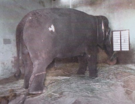 Elephant Andal of Srirangam Ranganathaswamy Temple Elephant Andal at the Ranganathaswamy Temple in Srirangam