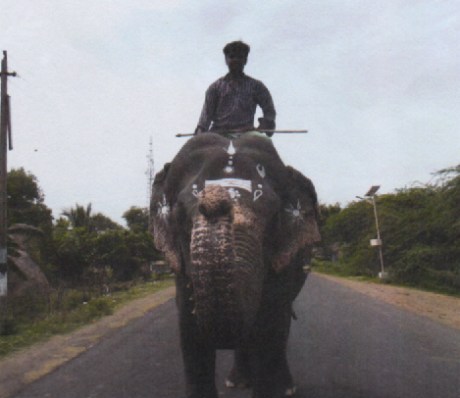 Privately-owned elephant Faseela at Srirangam Privately-owned Elephant Faseela at Srirangam