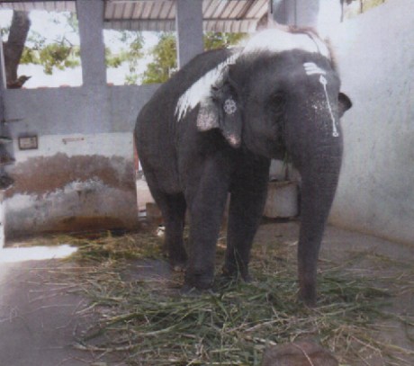 Elephant Devayanai of Thiruchendur Murugan Temple Elephant Devayanai of the Murugan Temple at Thiruchendur
