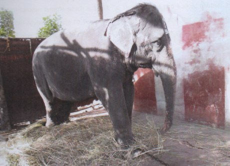 Elephant Dharmambal of Thiruvaiyaru Aiyarappar Temple Elephant Dharmambal of Thiruvaiyaru