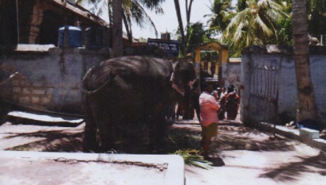 Elephant Akila of Thiruvanaikaval Jambukeswarar Temple Elephant Akila of the Jambukeswarar Temple at Thiruvanaikaval