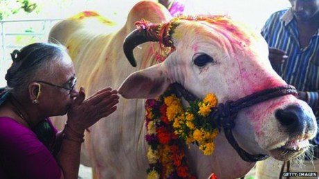 Cow Namaskar