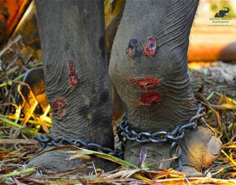 Elephant with wounds on front legs from chains