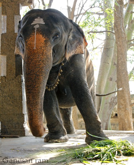 Elephant at the Kundrakudi Murugan Temple
