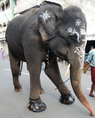 Temple elephant wearing shoes to protect feet in Salem