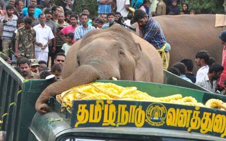 Wild elephant dies after capture