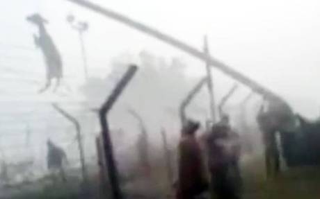 Cow lifted over Indo-Bangla border by neck