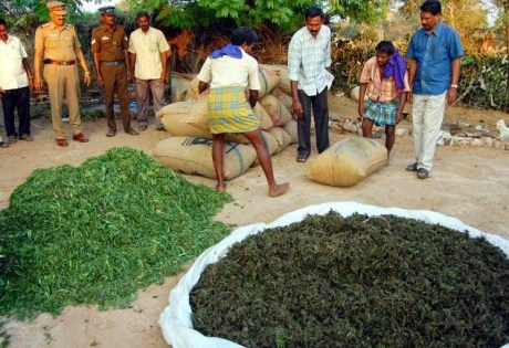 Confiscated ganja in Tamil Nadu