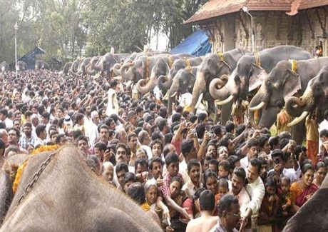 Elephants at Guruvayur Temple