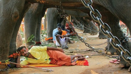 Elephants and mahouts at rest during festival. Elephants are chained so that they cannot move and inch!