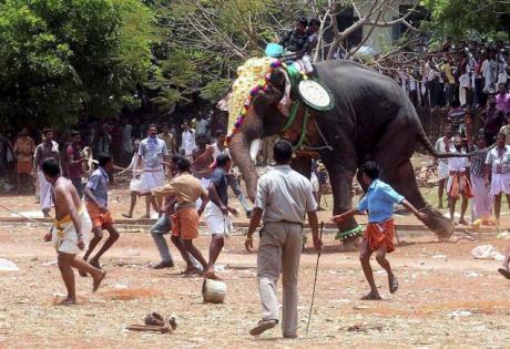 Elephant running amuck at festival