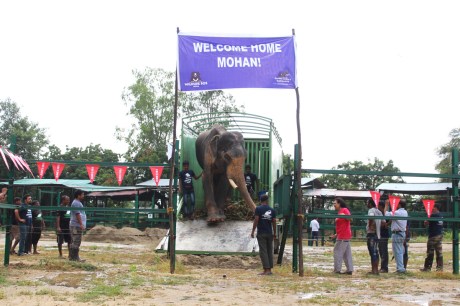 Mohan the freed elephant reaches Elephant Conservation and Care Center in Mathura Mohan the free elephant