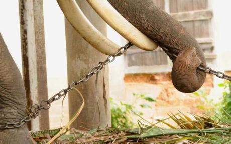 Elephants are always chained except when performing