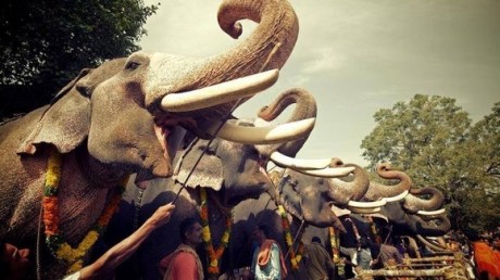 Elephant head-lifting competition in Kerala