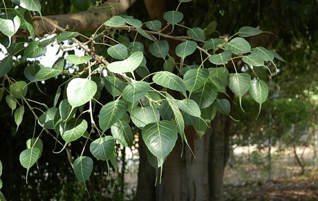 Peepal Tree