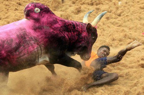 Go, bull, go! Jallikattu