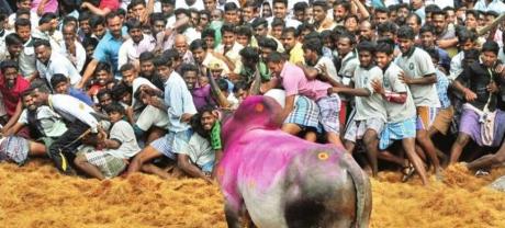 Jallikattu Bull