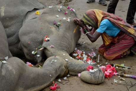 Electrocuted elephant in Odisha
