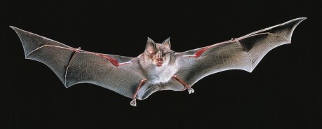 Horseshoe Bat