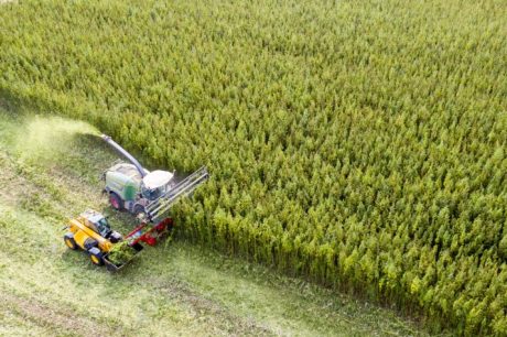 Harvesting cannabis in Naundorf, Germany.