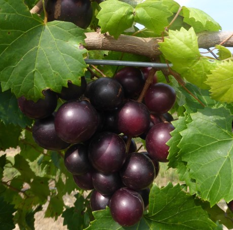 Muscadine Grapes Muscadine Grapes