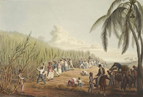 Slaves cutting sugar cane in Antigua (1823).