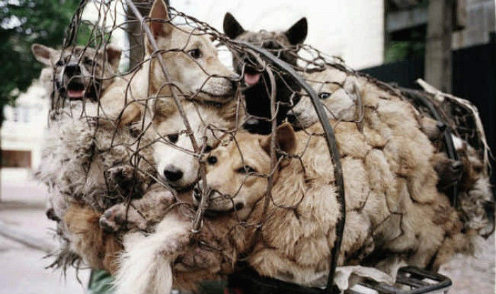 Dogs for slaughter in China
