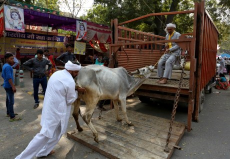 Cow transport for slaughter.