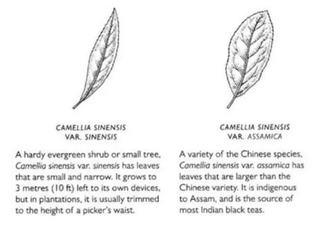 Chinese and Assamese tea leaves. Chinese and Assamese tea leaves.