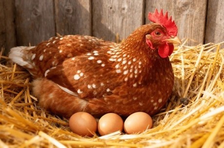 Chicken sitting on eggs.