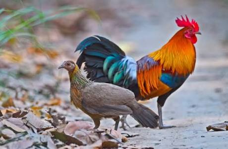 Red Junglefowl India